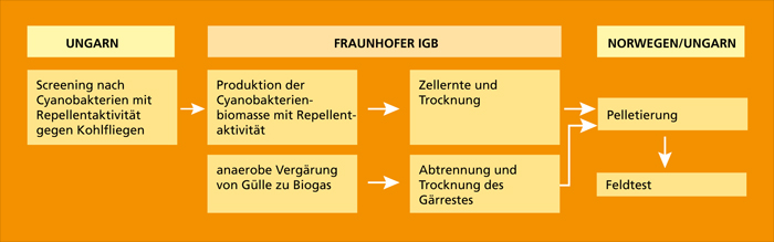 EcoBug-Prozess-Schema.