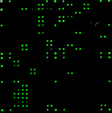 DNA-Microarray