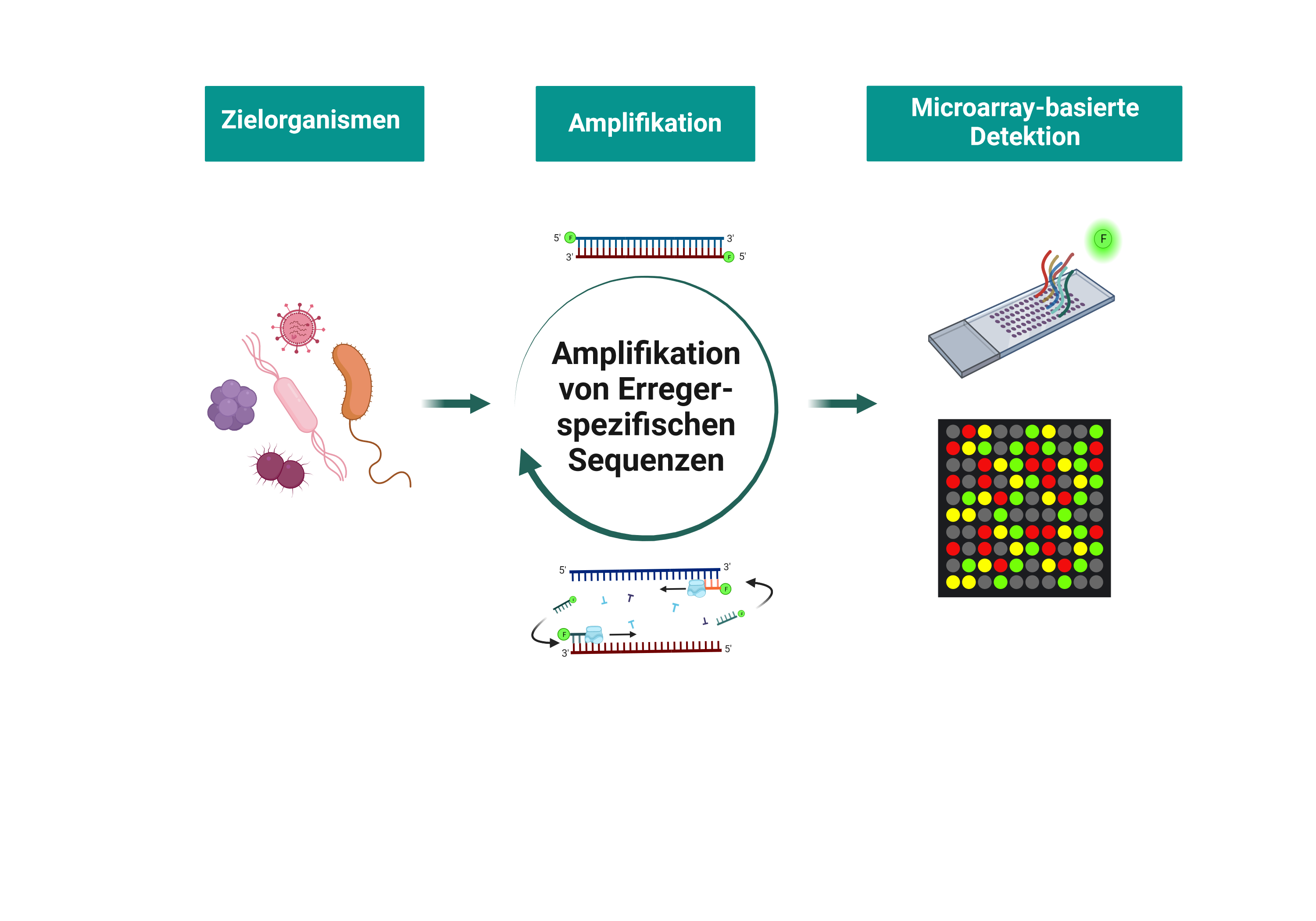 Schematischer Workflow für ein multiparallele Nachweissystem von Pathogenen: spezifische DNA-Sequenzen unterschiedlicher Infektionserreger werden vervielfältigt, fluoreszenzmarkiert und über eine Sonde auf einem Microarray fixiert. 