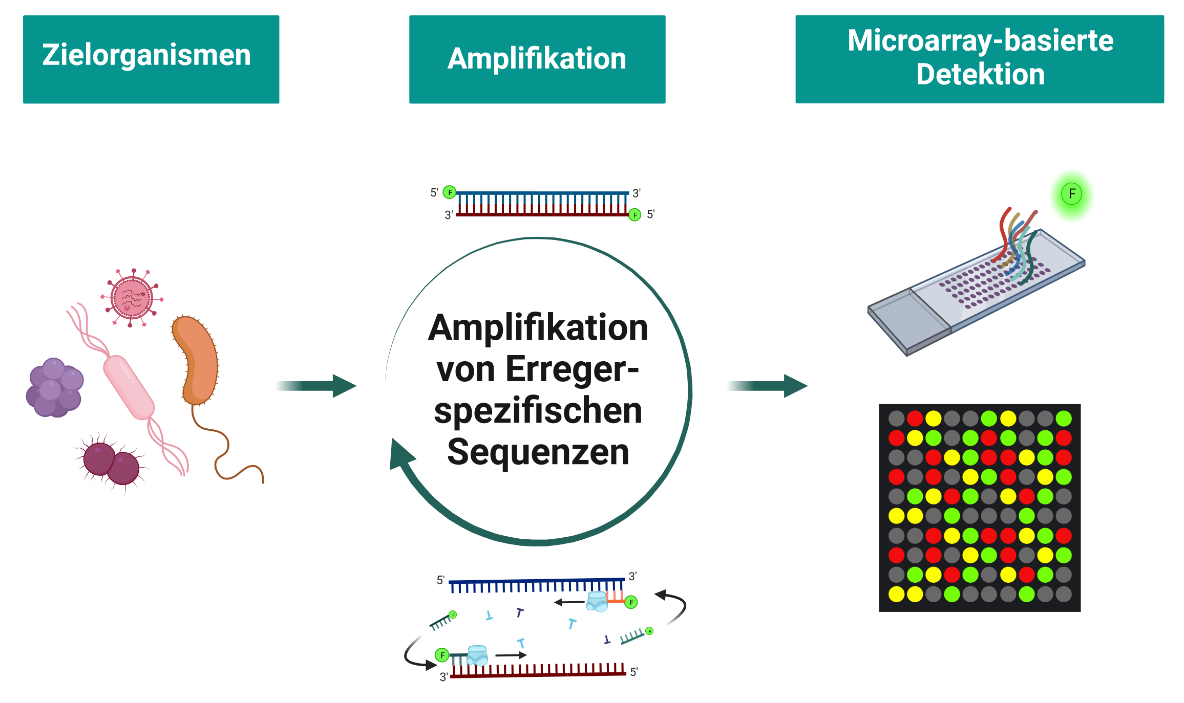 Schematischer Workflow für ein multiparallele Nachweissystem von Pathogenen: spezifische DNA-Sequenzen unterschiedlicher Infektionserreger werden vervielfältigt, fluoreszenzmarkiert und über eine Sonde auf einem Microarray fixiert. 