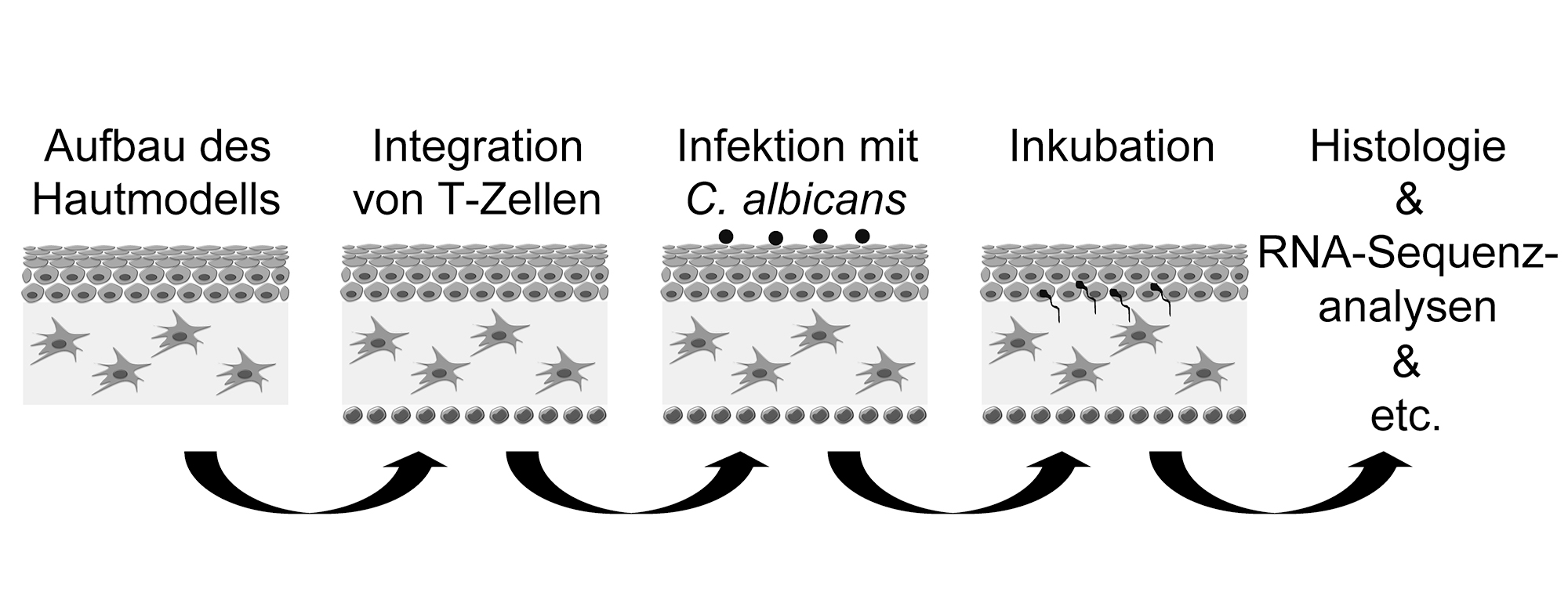 Vorgehensweise bei der Untersuchung von Candida-Infektionen an immunsupplementierten Hautmodellen.