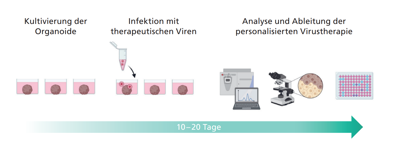 Zeitverlauf des Infektionsmodells mit anschließender Virusanalytik (Massenspektrometrie,  Viabilität, Titerbestimmung)