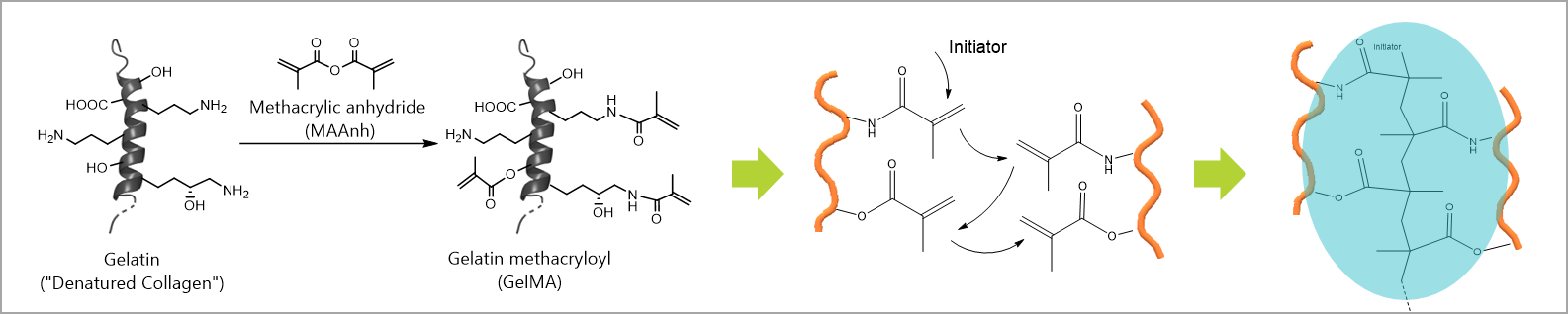 Schematische Zeichnung des Hydrogels