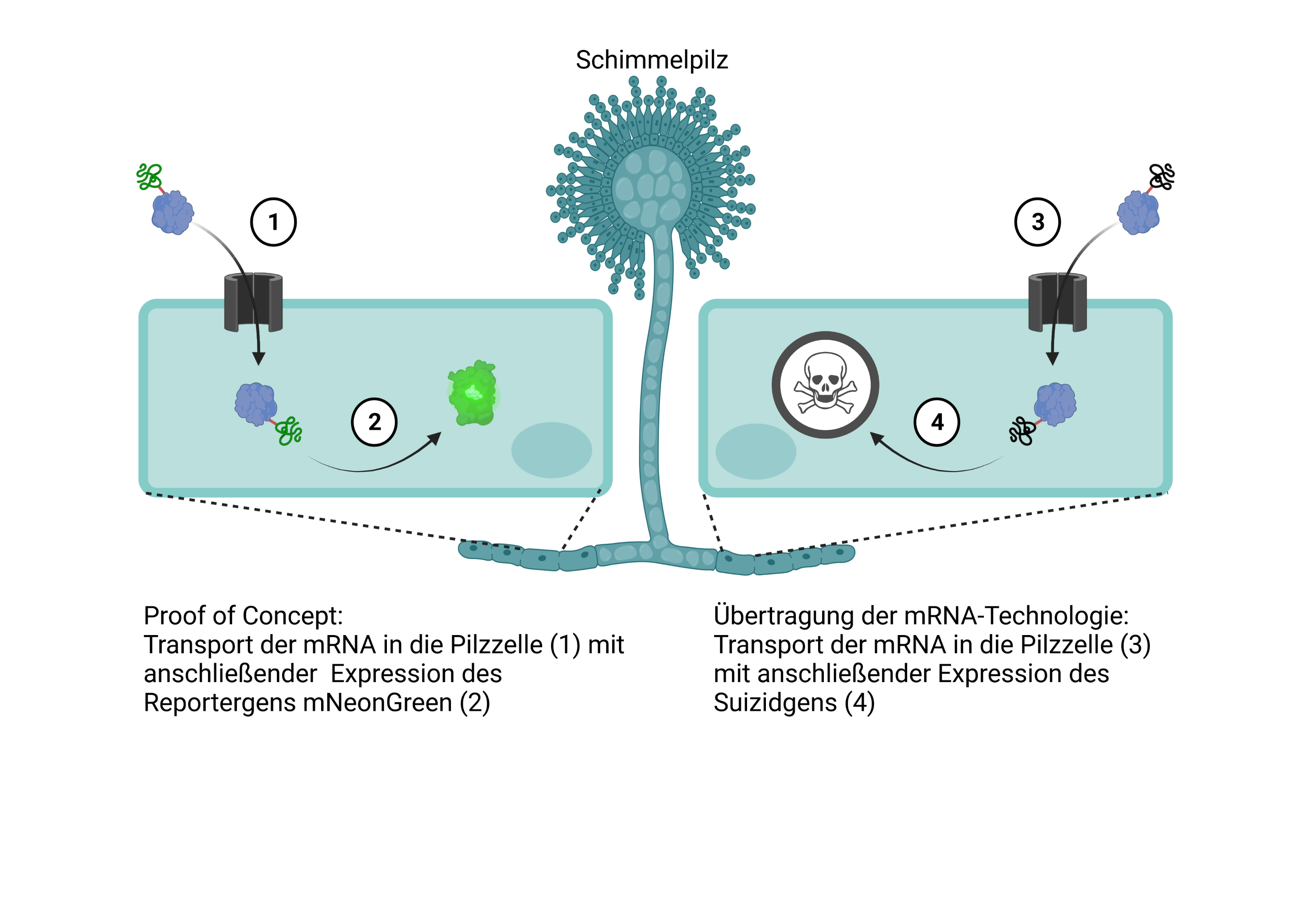 Proof of Concept: Aufnahme der mRNA und Expression des Reportergens | Übertragung der mRNA-Technologie auf ein Suizidgen