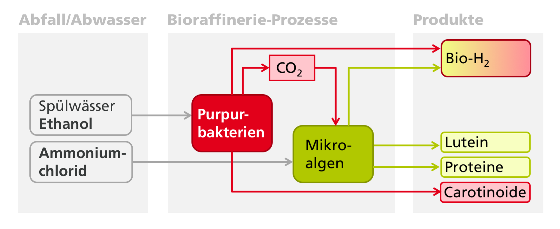Im Projekt SmartBioH2-BW wird mittels zweier miteinander verknüpfter biotechnologischer Verfahren (Purpurbakterien und Algen) aus anfallenden industriellen Abwasser- und Reststoffströmen Biowasserstoff und weitere Produkte wie beispielsweise Carotinoide erzeugt werden. 