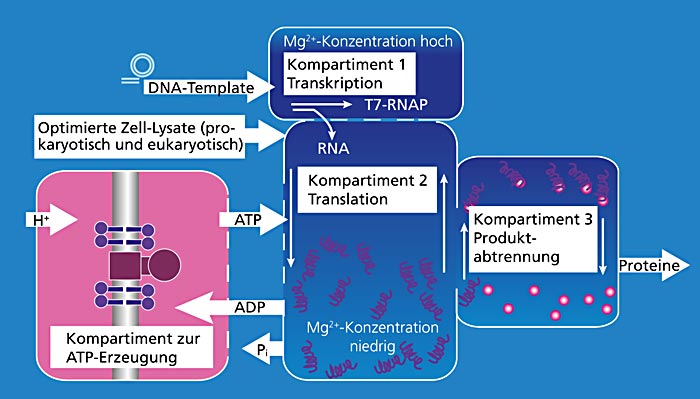 Schema einer kompartimentierten Produktionseinheit für die zellfreie Bioproduktion.