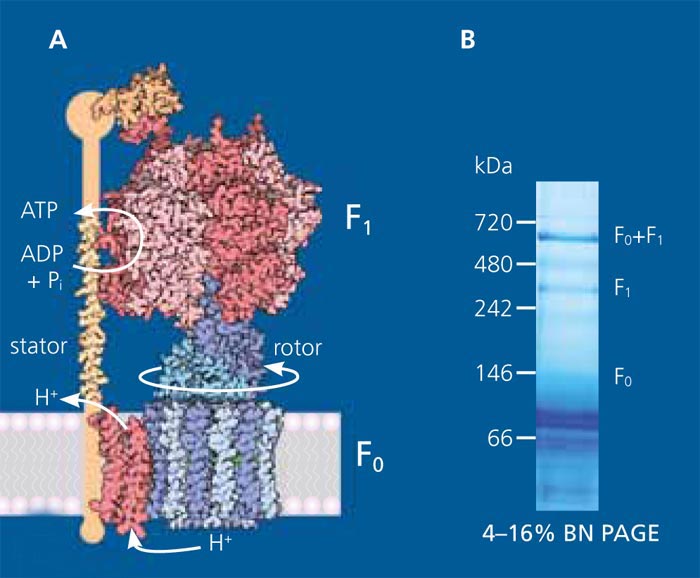 ATP-Synthase.