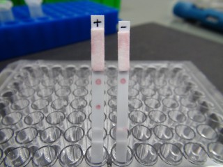Lateral Flow – DNA‑Sonden als Biosensoren auf Teststreifen.