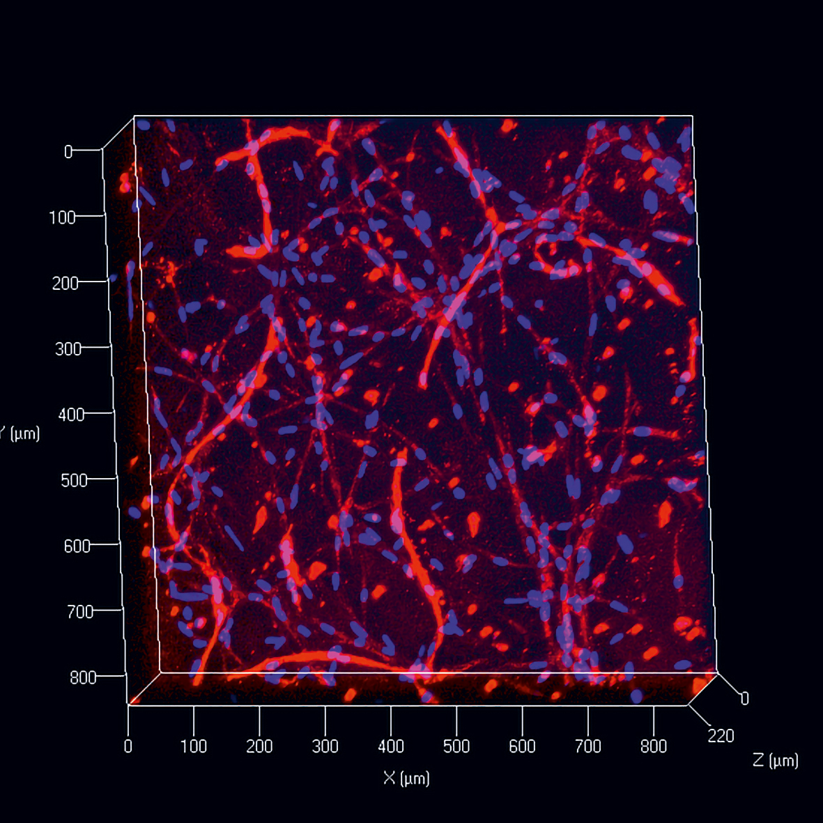 Capillary formation in a vascularization ink.