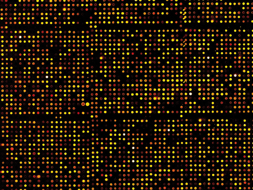 False color transformation of a DNA microarray.