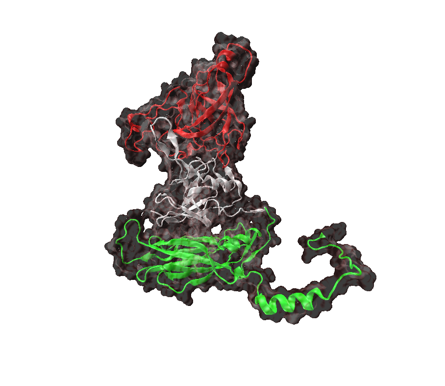 Structural model of a calicivirus VP1 protein.