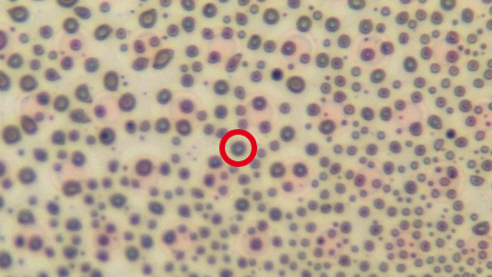 Contaminated measuring point (red).