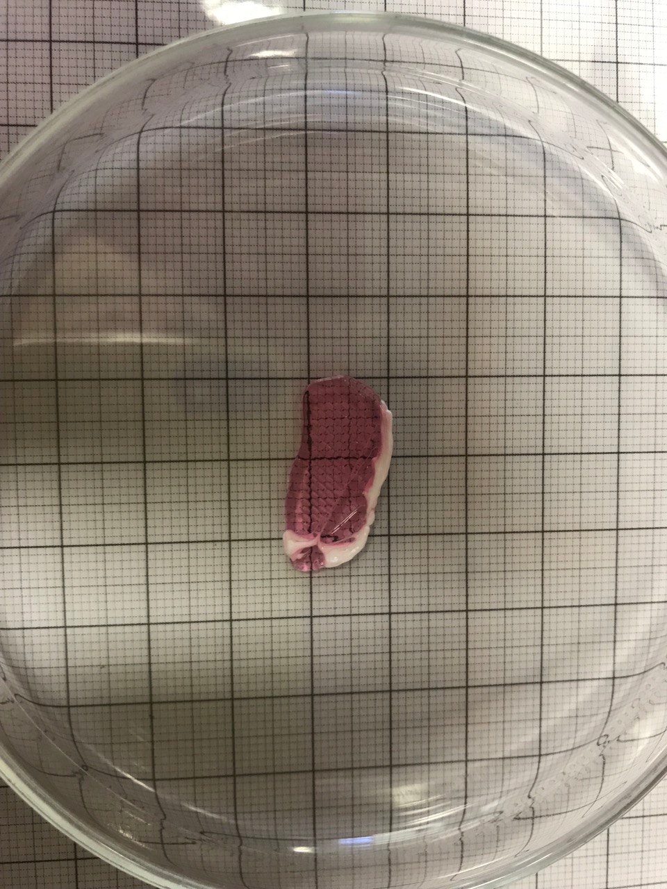 Zellbasiertes kultiviertes Fleisch