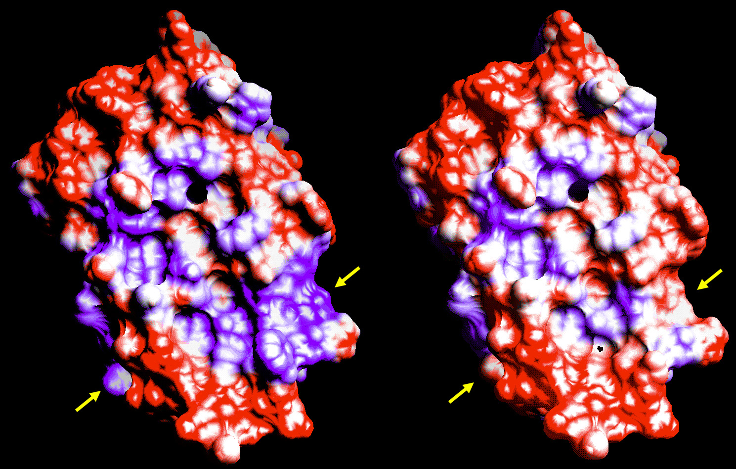 Interferon-beta en
