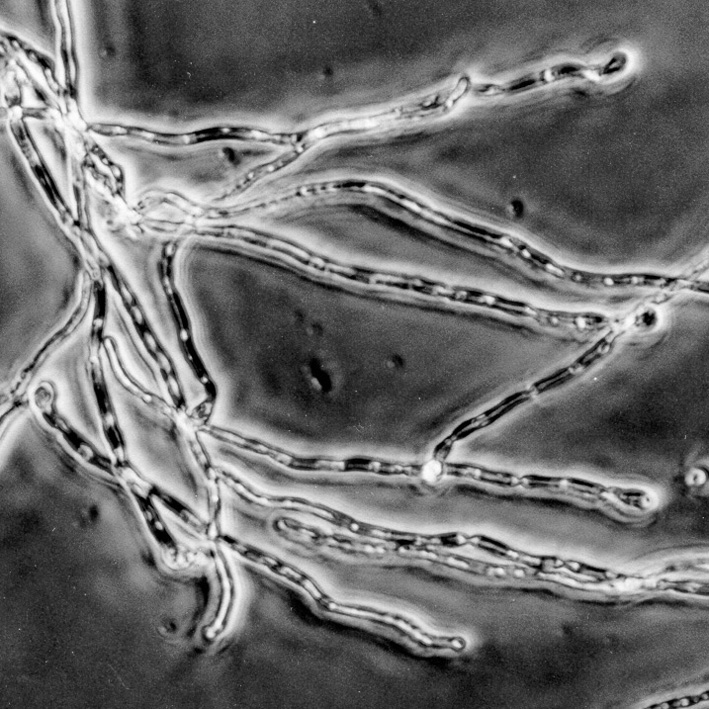 Candida Hyphe