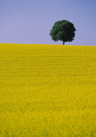 Rapsfeld