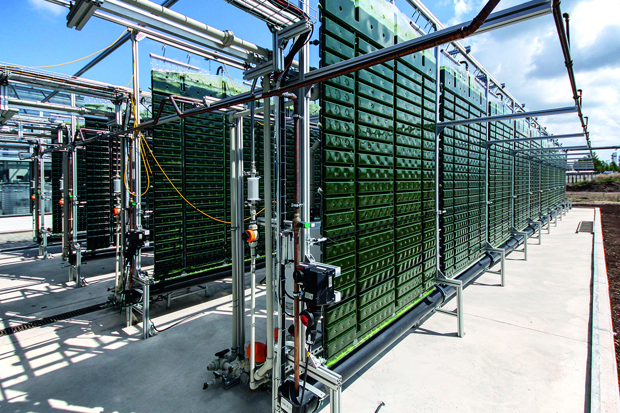 Algae Reactor