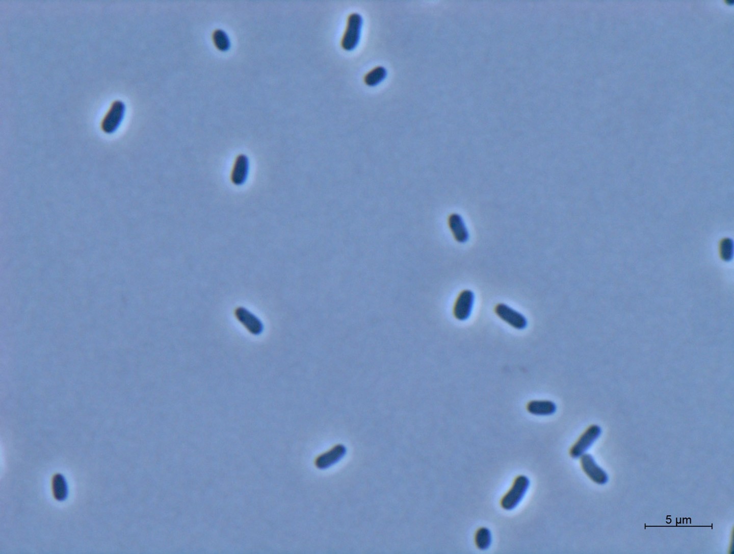 Light micrograph of cells of the gram-negative bacte-rium Methylorubrum extor-quens AM1.