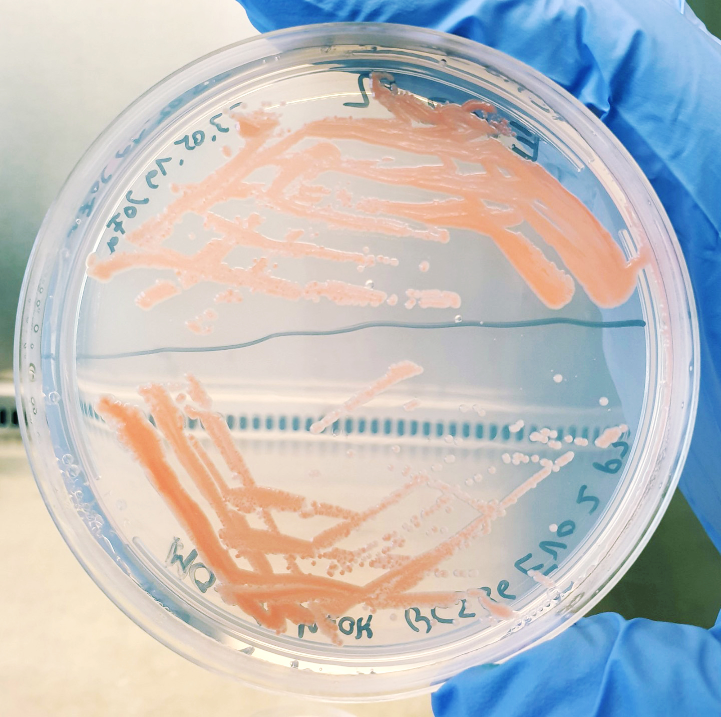 M. extorquens AM1 on methanol-containing minimal medium agar plate Separation smear for isolation of single colonies of M. extorquens AM1 on a methanol-containing minimal medium agar plate