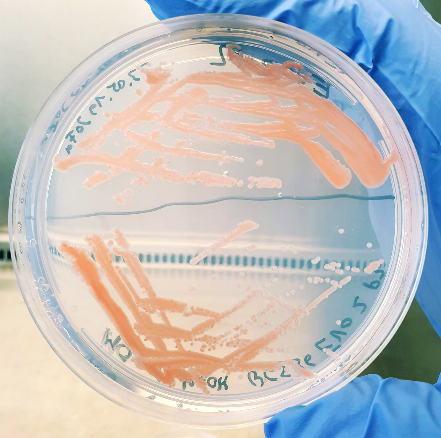 Separation smear for isolation of single colonies of M. extorquens AM1 on a methanol-containing minimal medium agar plate