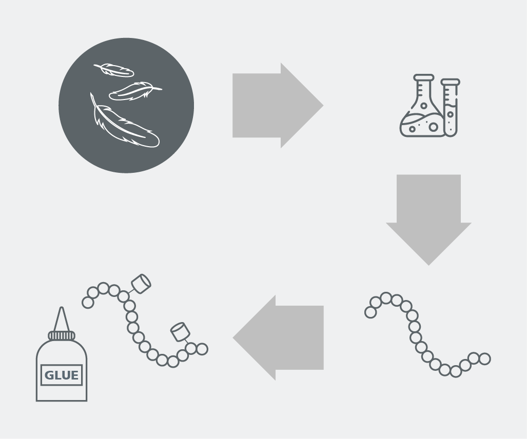 In order to make waste feathers usable, the keratin polymers are enzymatically hydrolyzed into short-chain, soluble oligomers. These can then be processed further to make adhesives and other specialty chemicals.