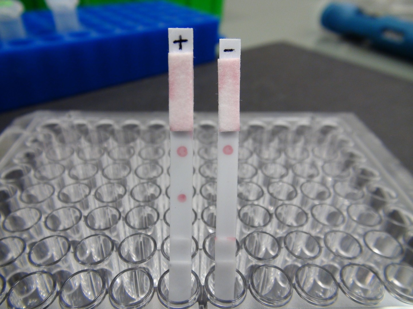 Development of a lateral flow assay for the nucleic acidbased