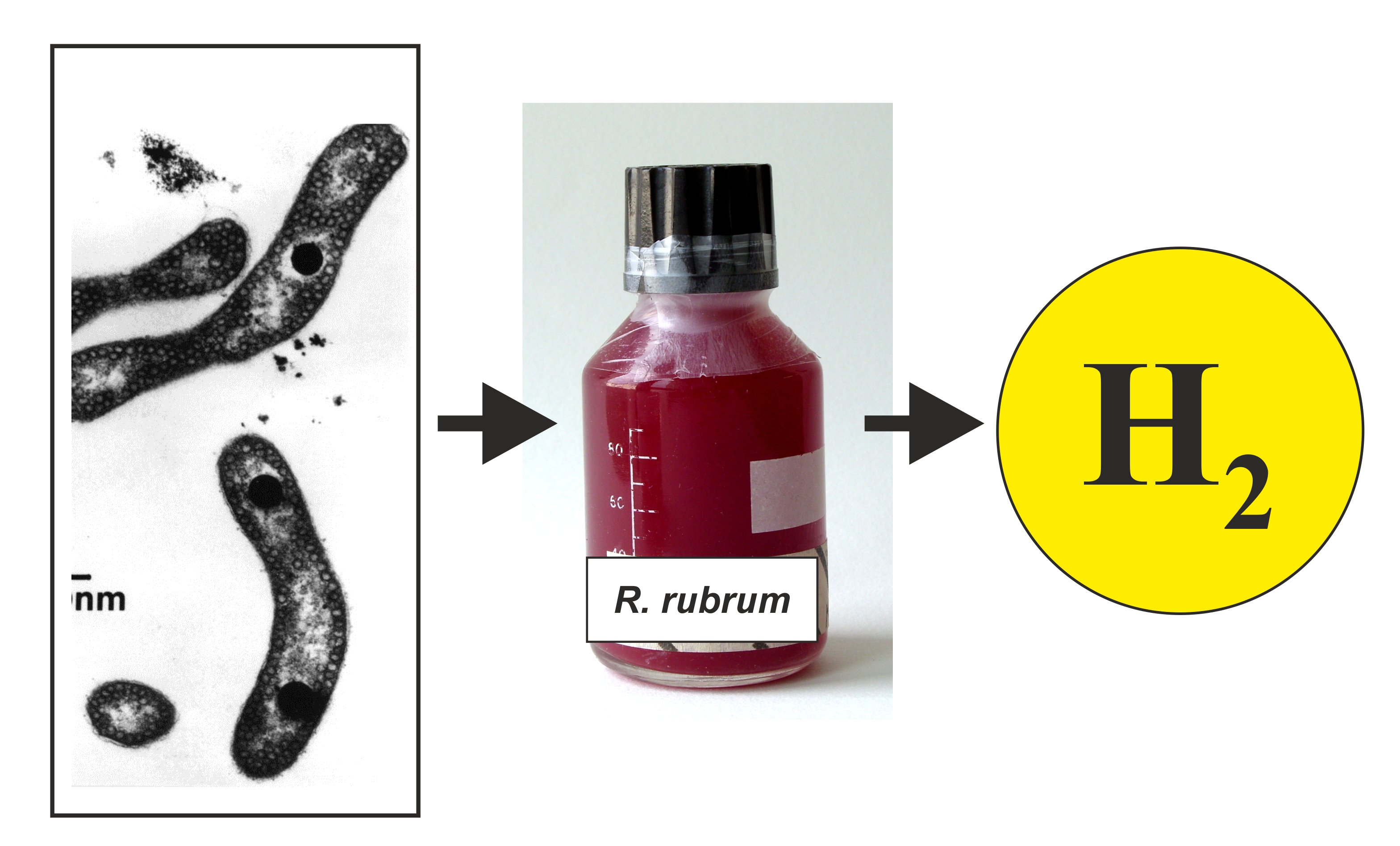 The photosynthetic purple bacterium Rhodospirillum rubrum. Left: Electron micrograph of R. rubrum cells. Middle: R. rubrum culture grown anaerobically/photosynthetically. R. rubrum is able to produce hydrogen in larger quantities.