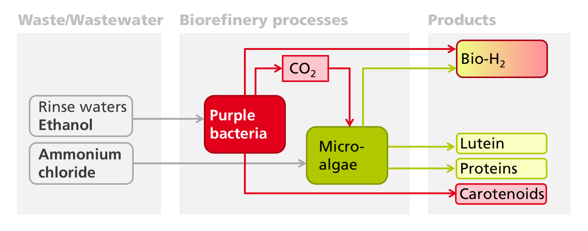 In the SmartBioH2-BW project, two interlinked biotechnological processes (purple bacteria and algae) will be used to produce biohydrogen and other products such as carotenoids from industrial wastewater and residual material streams. 