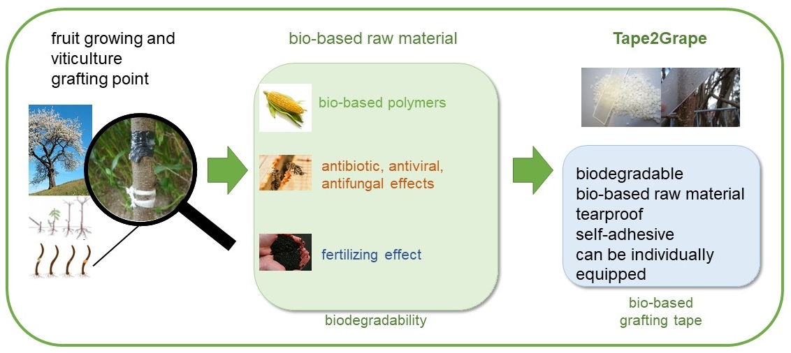 Application of grafting tapes in fruit growing (left), functional application at the grafting point (middle) and desired innovative properties (all-in-one) (right).