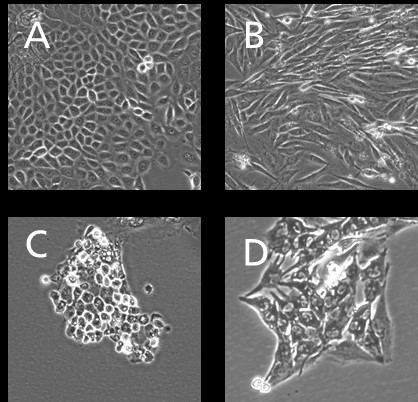 Isolated, primary cells of canine skin: A) keratinocytes; B) fibroblasts, C) endothelial cells, D) melanocytes