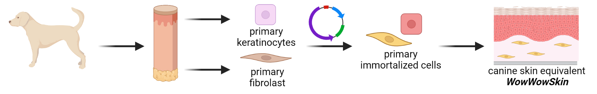 WowWowSkin workflow: Isolation of primary cells from canine skin biopsies, immortalization and establishment of canine 3D in-vitro skin equivalents