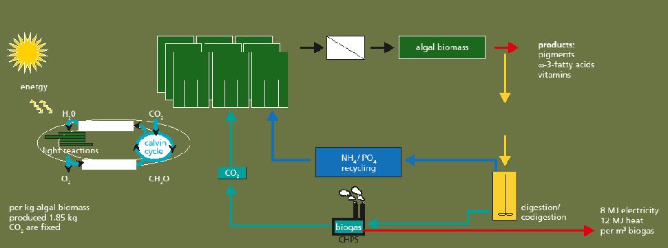 Closing cycles of CO2 and nutrients between algae production and anaerobic digestion.