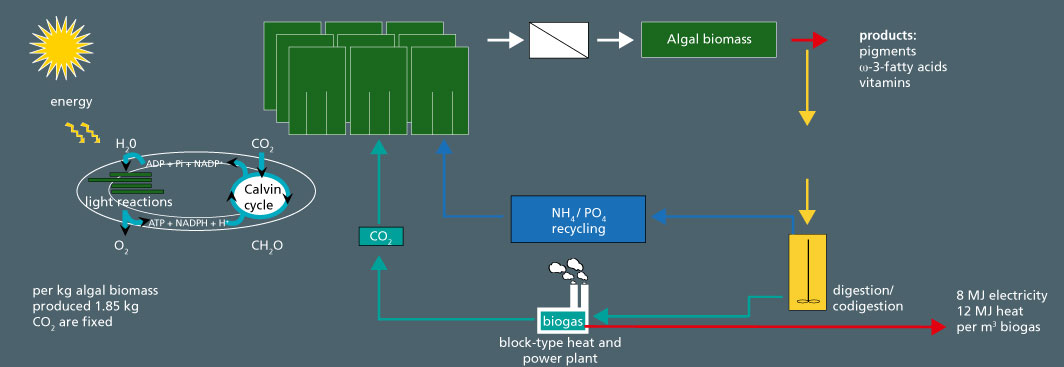 Recycling of nitrogen and phosphate through the coupling of anaerobic digestion and algae production.