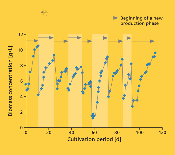 Variations in biomass concentration of outdoor cultures of Chlorella vulgaris over the trial duration of 113 days.