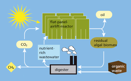 Cycle diagram of the outdoor cultivation of microalgae.