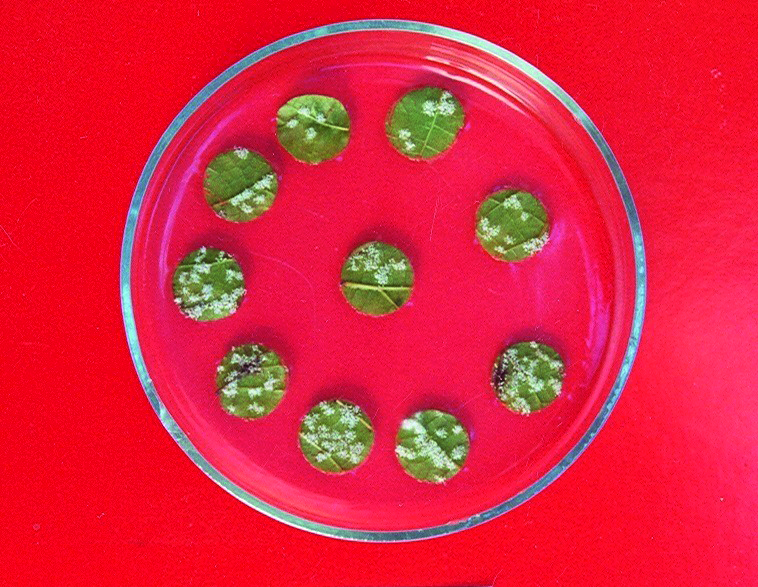 Inhibition of the sporulation of grapevine downy mildew (Plasmopara viticola) after use of the protection product based on microalgae. Top: untreated leaf sections (control), bottom: treated leaf sections.