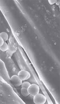 SEM image of test organisms on a synthetic material surface.
