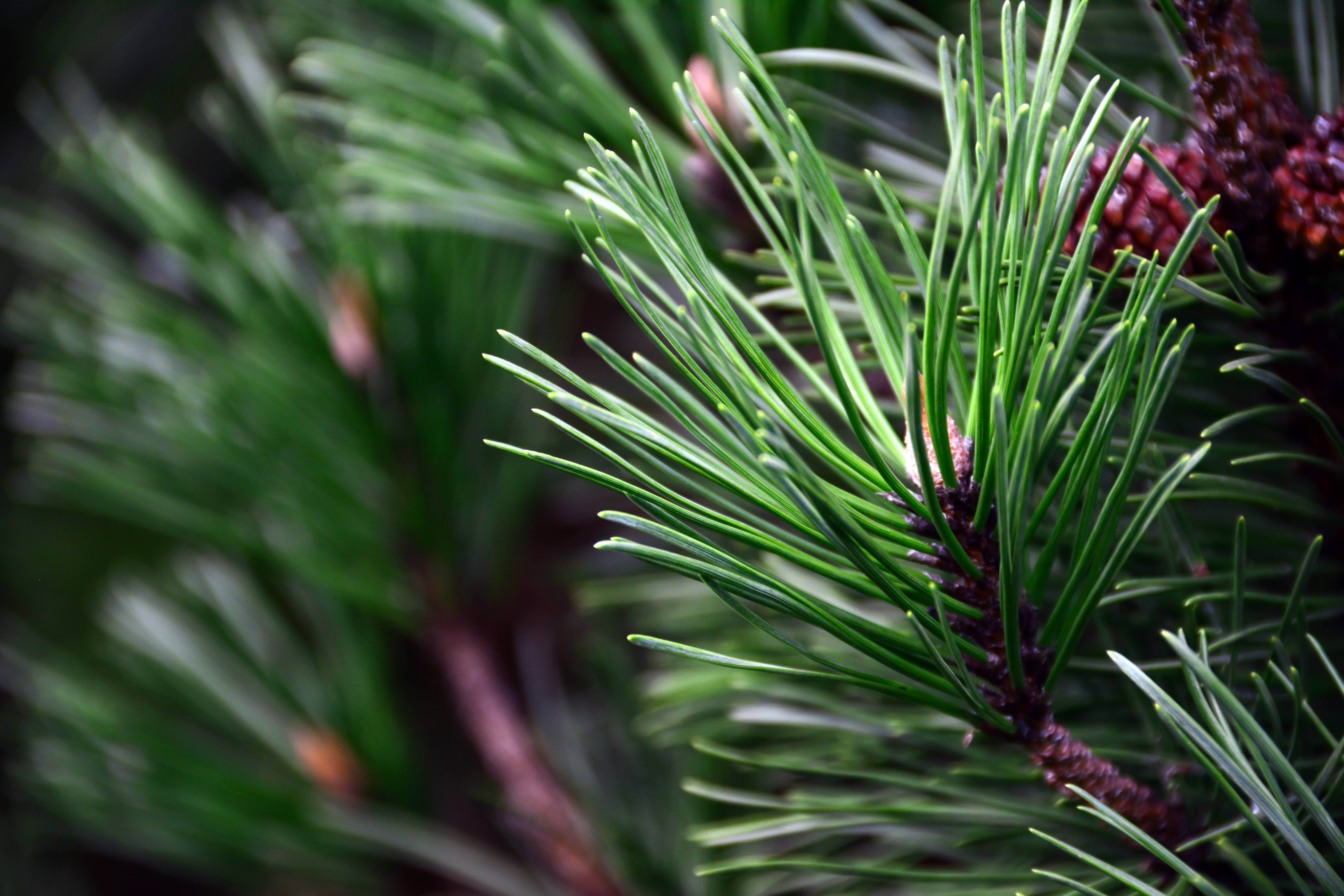 Pine needles.