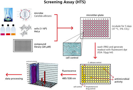 Screening for lead structures for antiinfectives. 