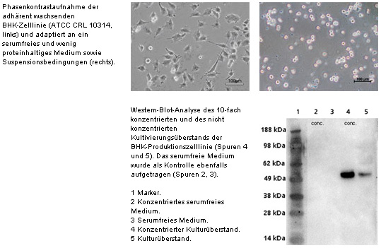 Phase contrast absorption of the adherent growing BHK cell line.