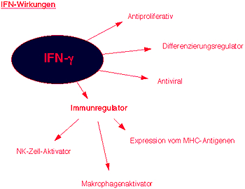Effect of the interferons.