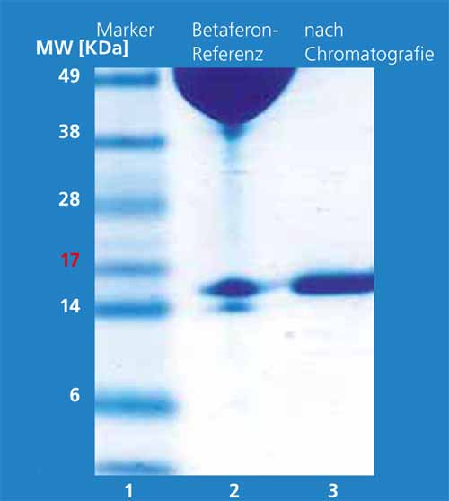 SDS-PAGE gel electrophoresis of IFN-β-1b after further chromatographic purification.
