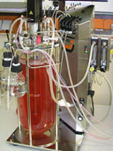 Production of the new interferon-beta variant in the 10-liter fermenter.