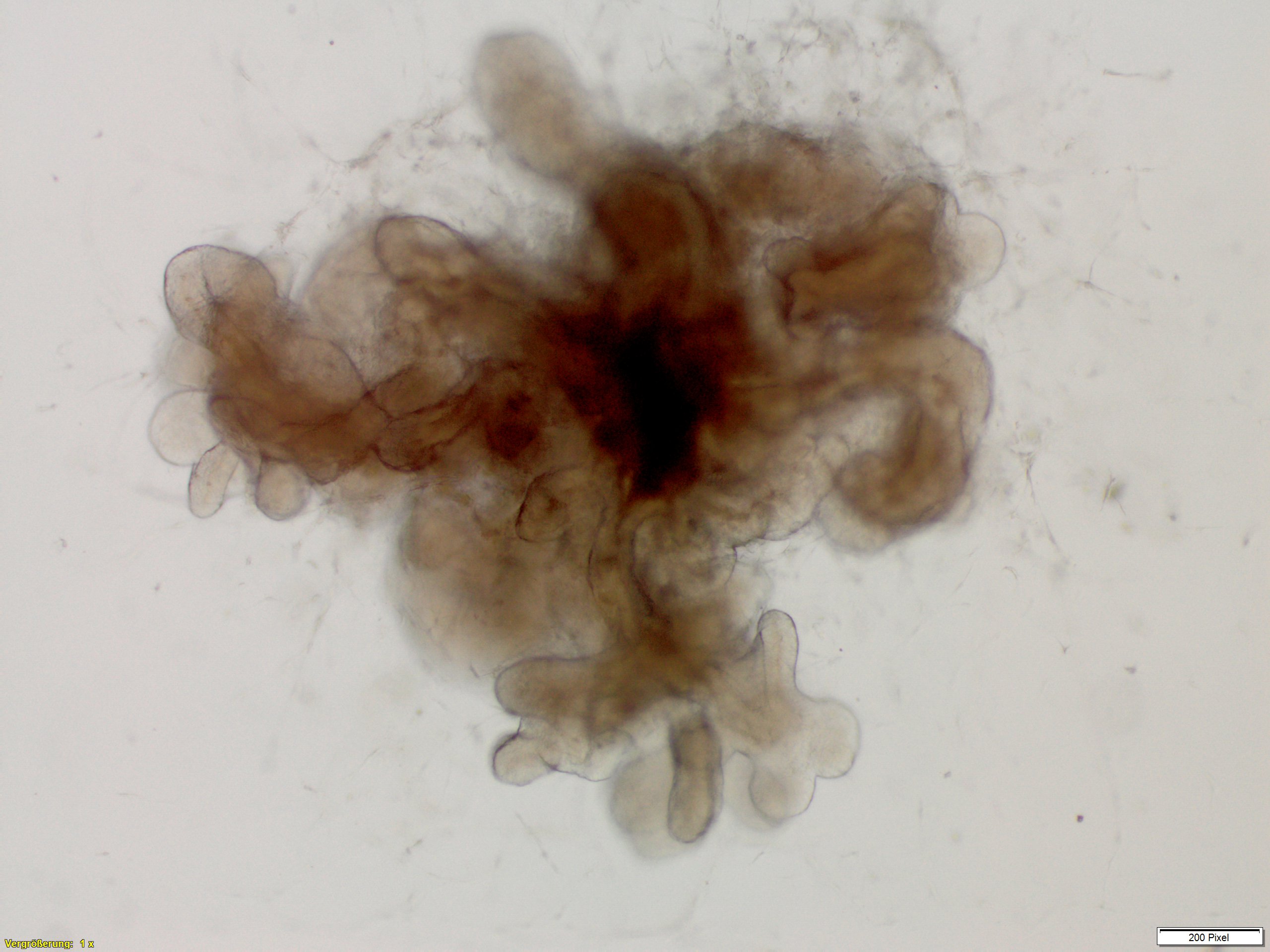 Mikroskopische Aufnahme eines Darm-Organoids