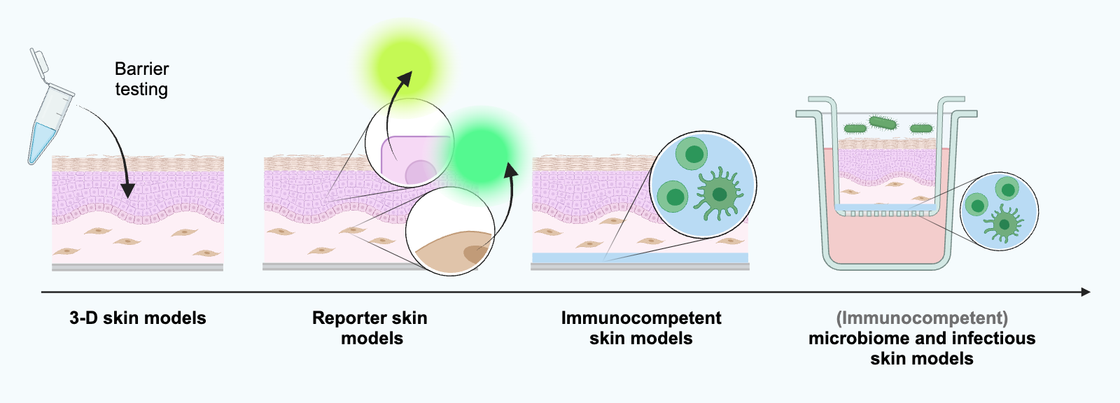 Schematic representation of 3D skin models of varying complexity as reporter skin models, immunocompetent models as well as microbiome and infection models (created with BioRender.com).