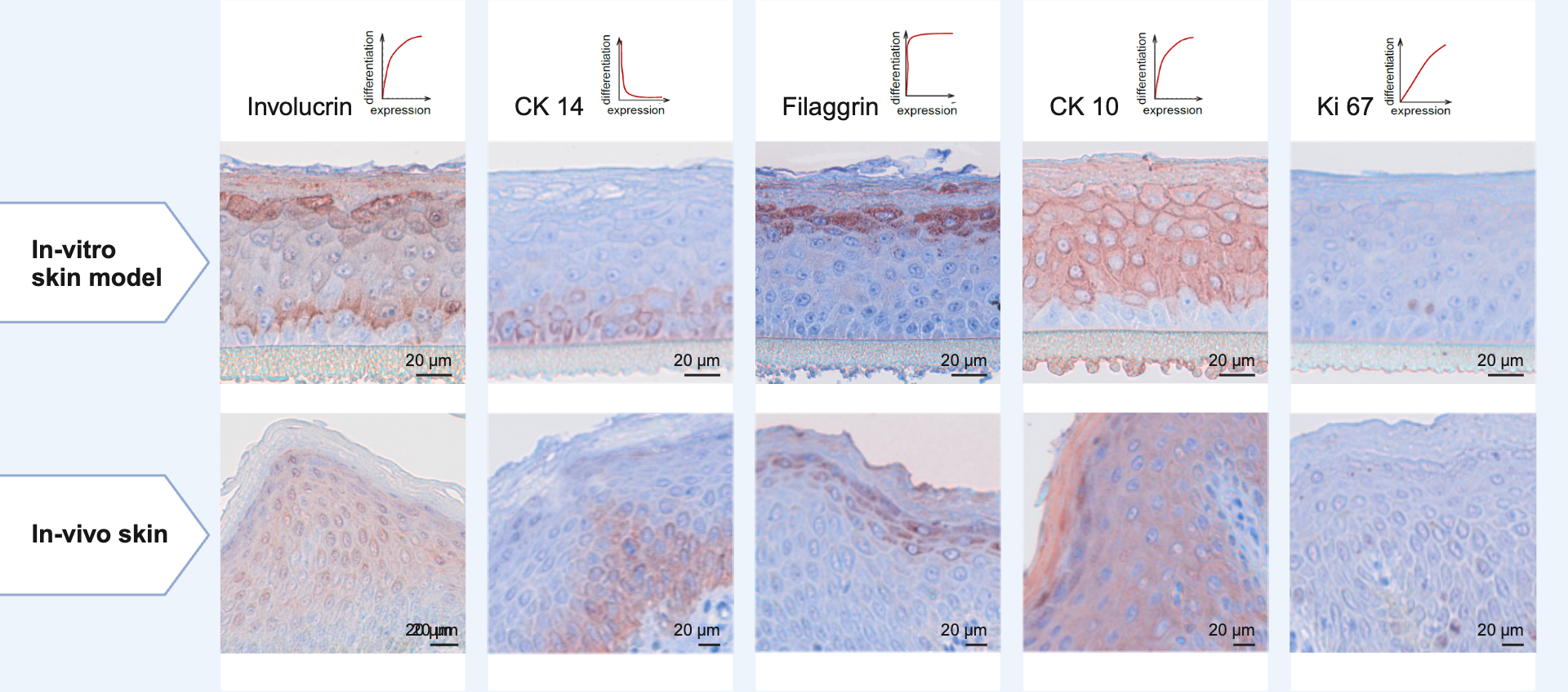 Proliferation and differentiation markers of reconstituted in vitro epidermis models correspond exactly to the expression pattern of human in vivo skin (immunohistochemical staining of tissue thin sections). 