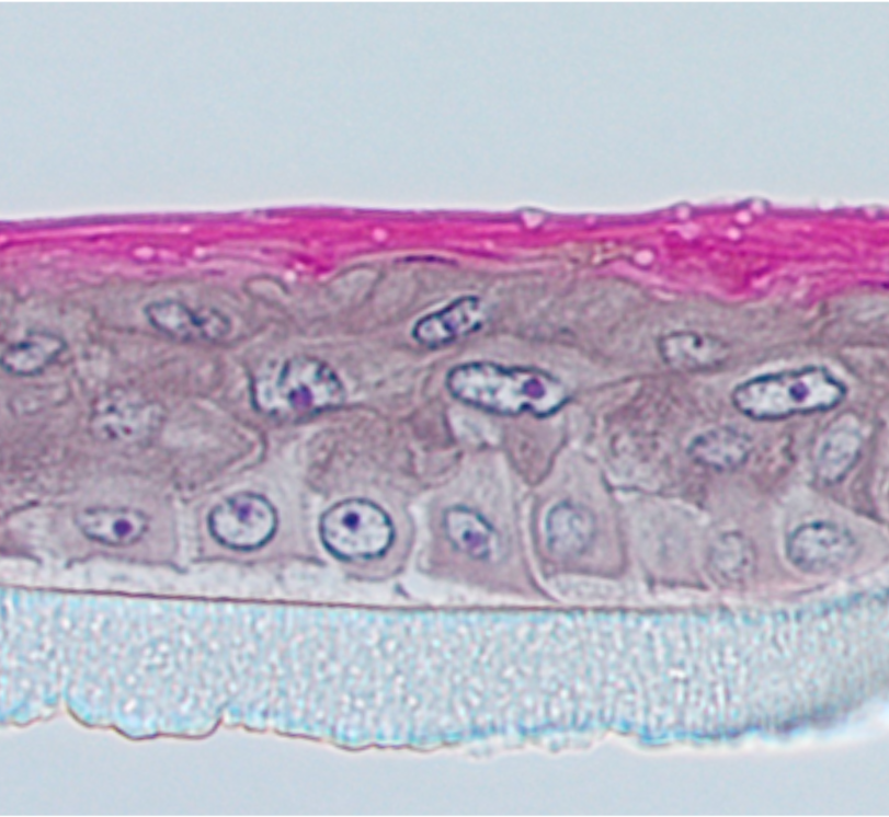 In-vitro-Reporterhautmodell