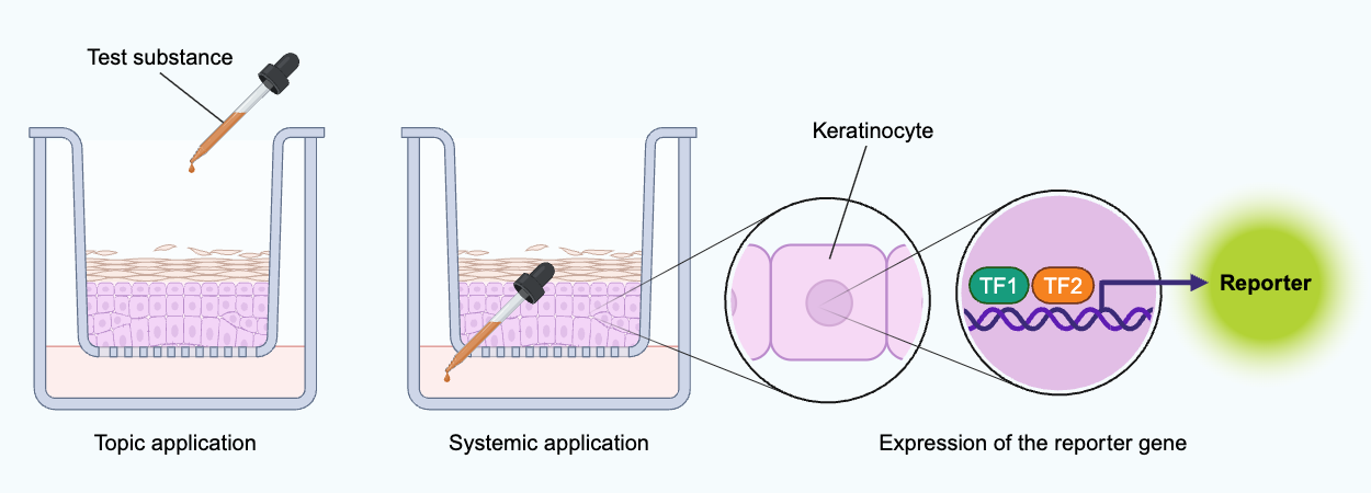 Schematic representation of the principle of the 3D in-vitro reporter skin models. TF = transcription factor