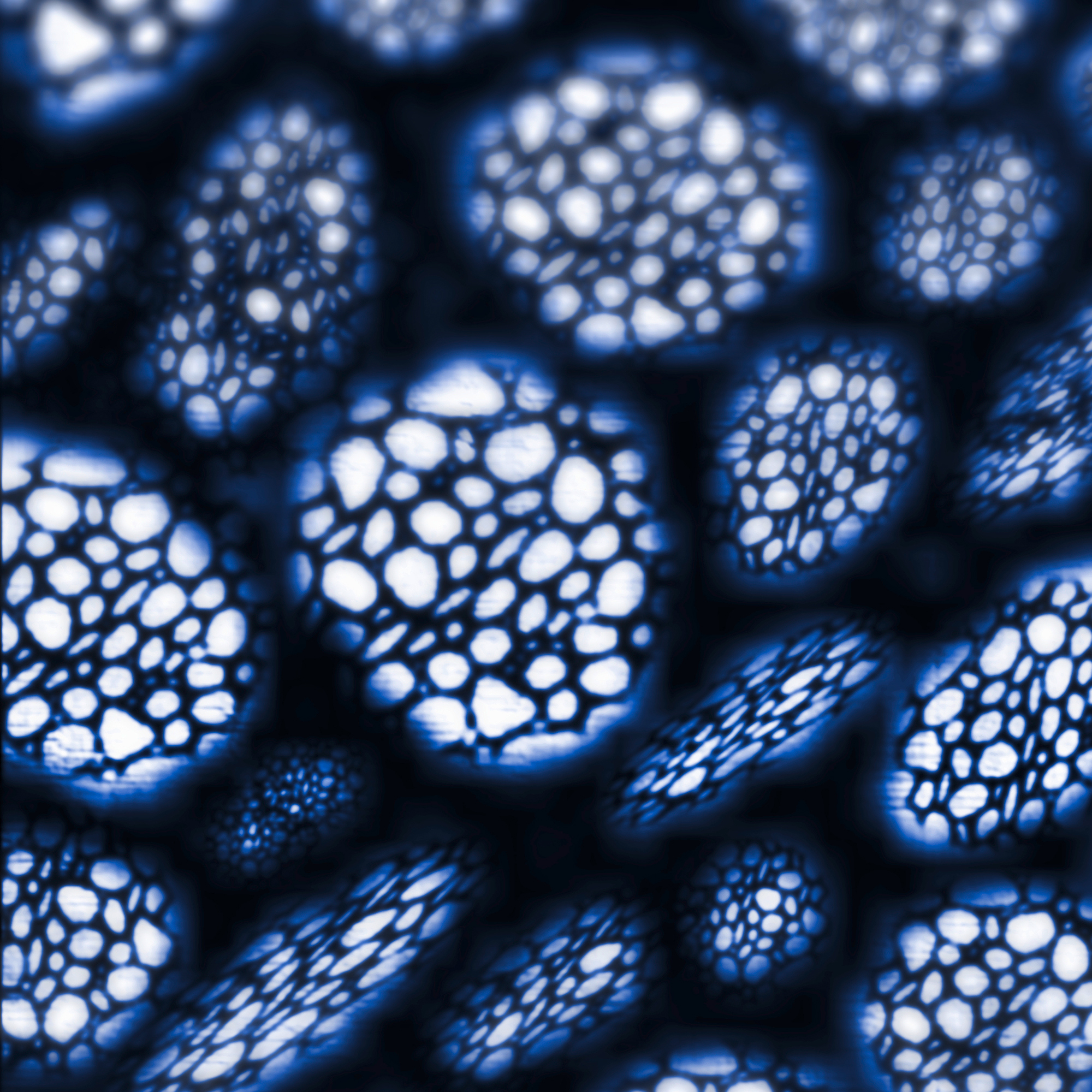 Bioplastic.