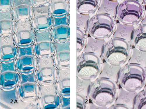 Fluorescence assays to prove enzyme activities. 